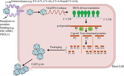 Innate Immunity Evasion by Enteroviruses Linked to Epidemic Hand-Foot-Mouth Disease